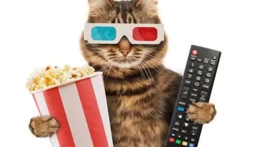 Meskipun ada 'cat-astrophes' teknis, penjualan Stoner Cats NFT menghasilkan lebih dari $8 juta.