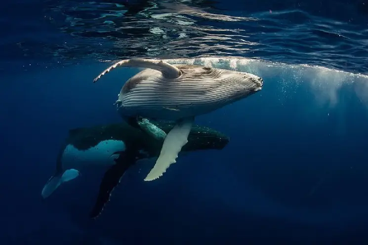 Whales on the Move: One Opens Short Position in 6 Altcoins, Another Starts to Accumulate Massive Amount of a Single Altcoin
