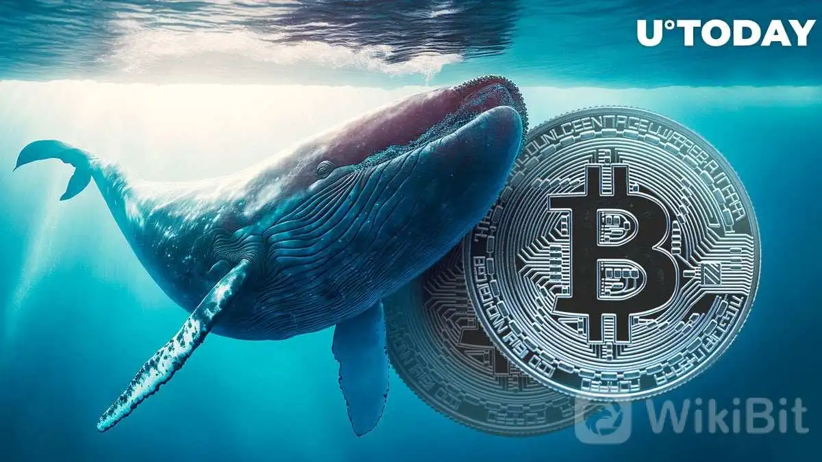 比特币（BTC）鲸鱼积极积累：链上数据-新闻资讯-中金网